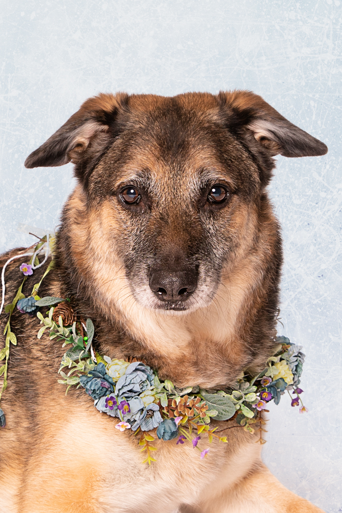 schäferhund mix tierfotograf hundefotograf trier bitburg luxemburg blumenkranz