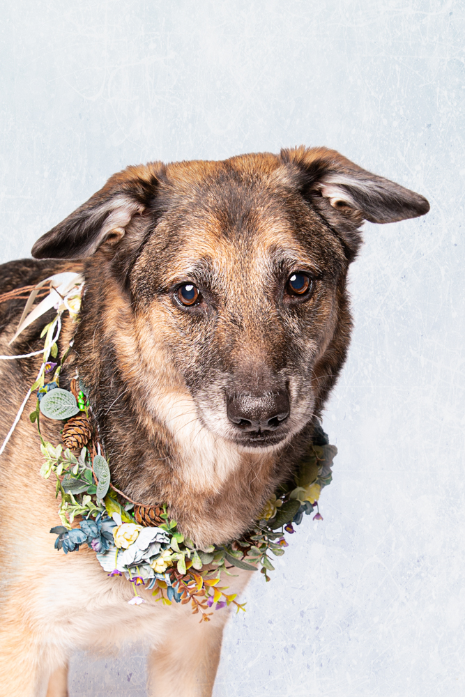 schäferhund mix tierfotograf hundefotograf trier bitburg luxemburg blumenkranz