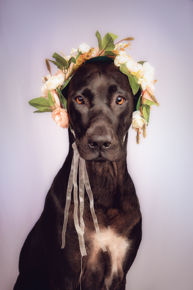 tierfotograf hundefotograf trier bitburg luxemburg blumenkranz