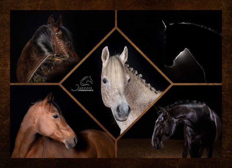 #joannaspferdestudio schwarzer Hintergrund Pferdefotografie im Fotostudio