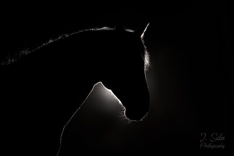 schwarze Pferdesilhuette silhuette entstanden im Fotostudio für Pferde von Joanna Salm Fotograf Trier Bitburg Schweich
