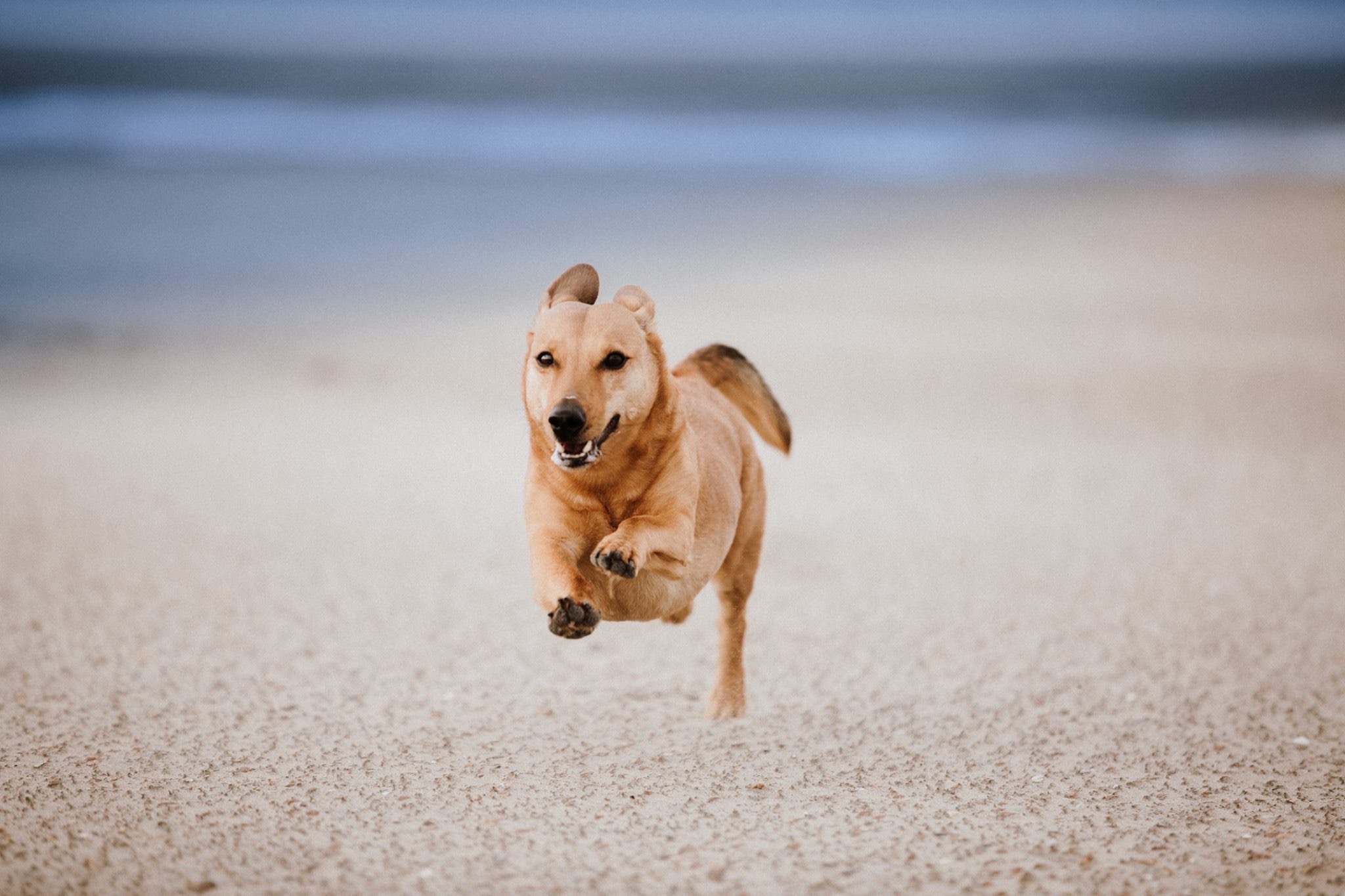 Tierfotograf Trier, Bitburg, Luxemburg Hunde am Strand