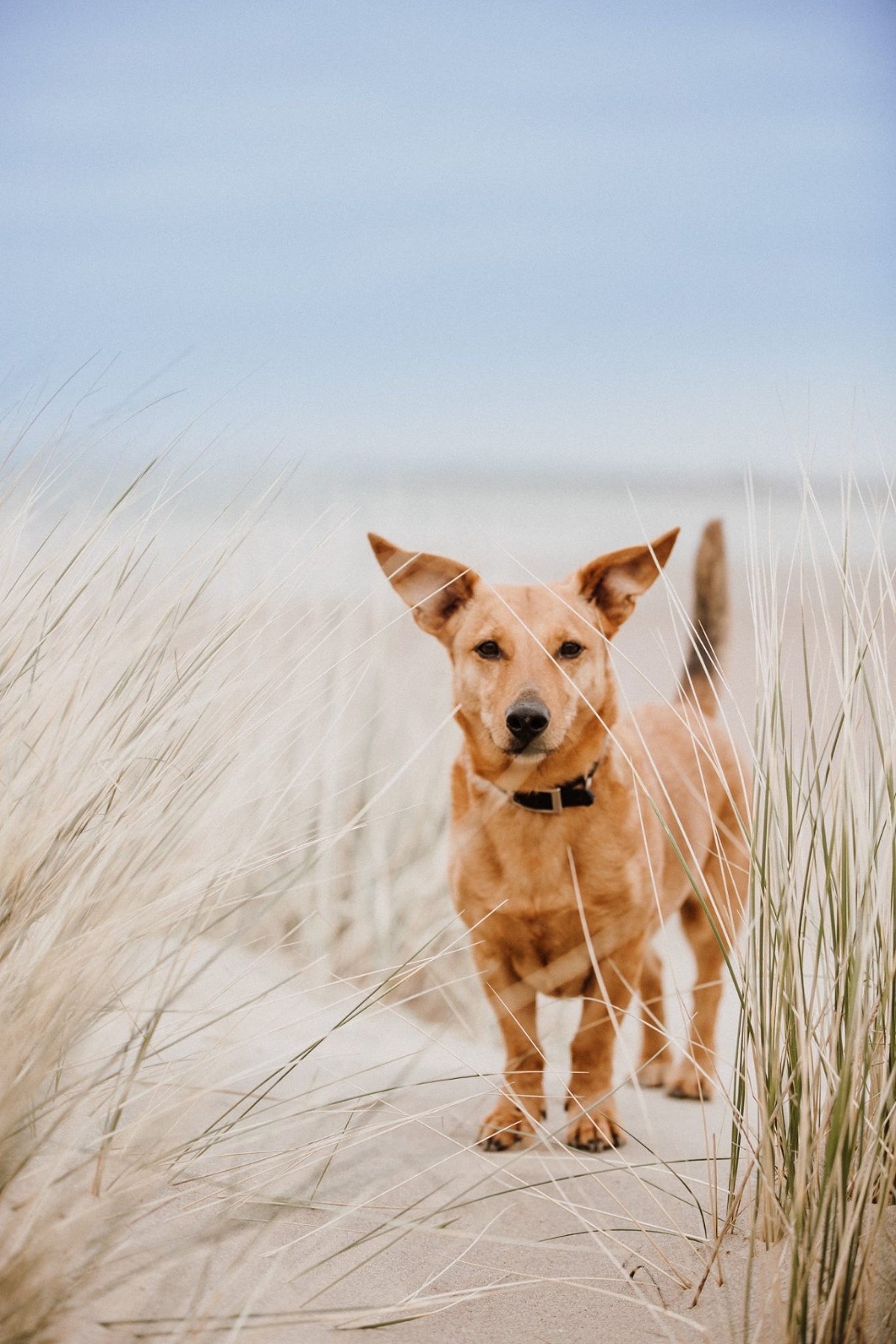 Hundefotografie am Strand - Tierfotograf, Hundefotograf Trier, Bitburg, Eifel, Luxemburg