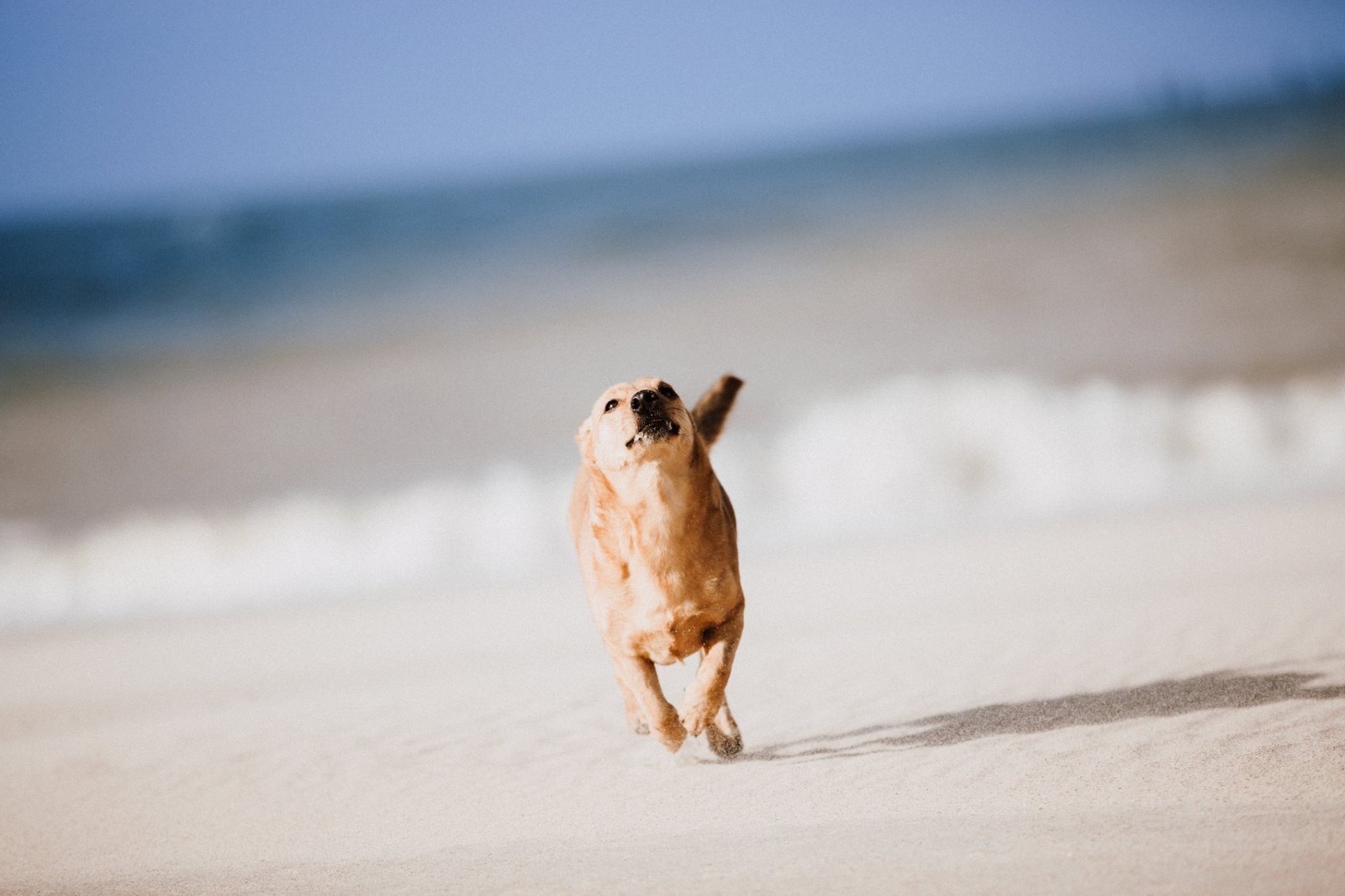 Hundefotografie am Strand - Tierfotograf, Hundefotograf Trier, Bitburg, Eifel, Luxemburg