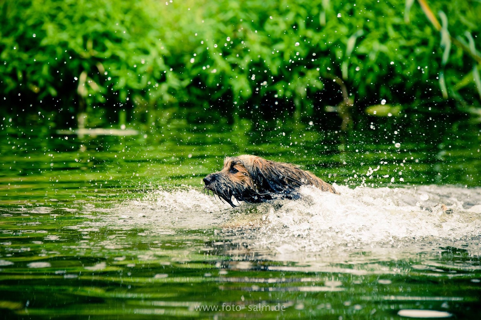 Tierfotograf Hundefotograf Fotograf Trier Bitburg Luxembourg Eifel Schweich Speicher Hund im Wasser