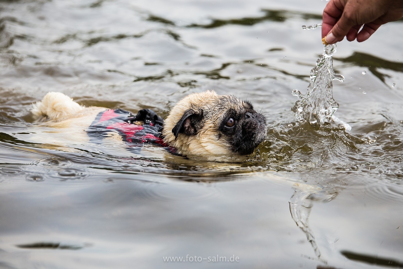 Hunde im Wasser Hundefotograf Trier Bitburg Luxemburg
