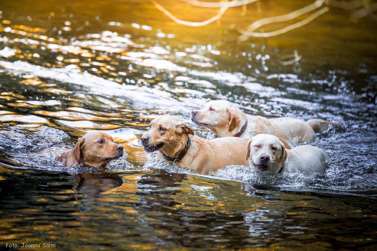Tierfotograf Hundefotograf Fotograf Trier Bitburg Luxembourg Eifel Schweich Speicher Hund im Wasser