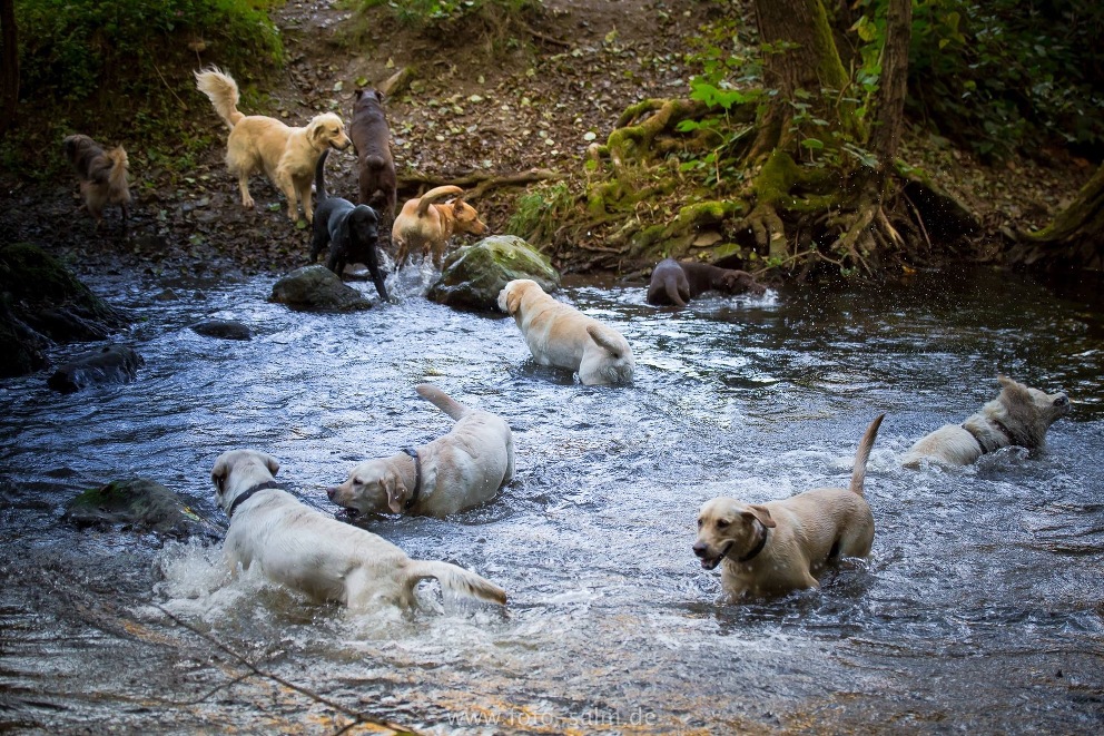 Hunde im Wasser Hundefotograf Trier Bitburg Luxemburg
