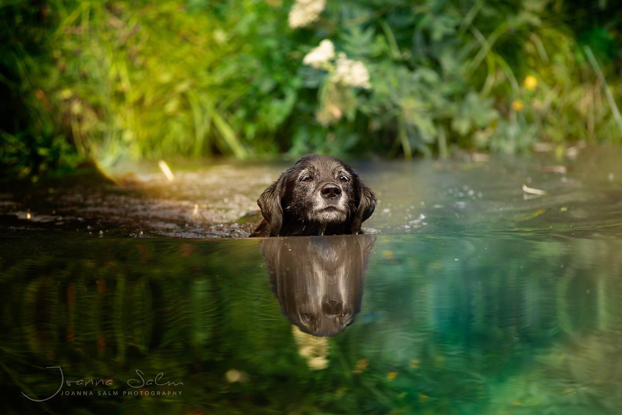 Hunde im Wasser Hundefotograf Trier Bitburg Luxemburg