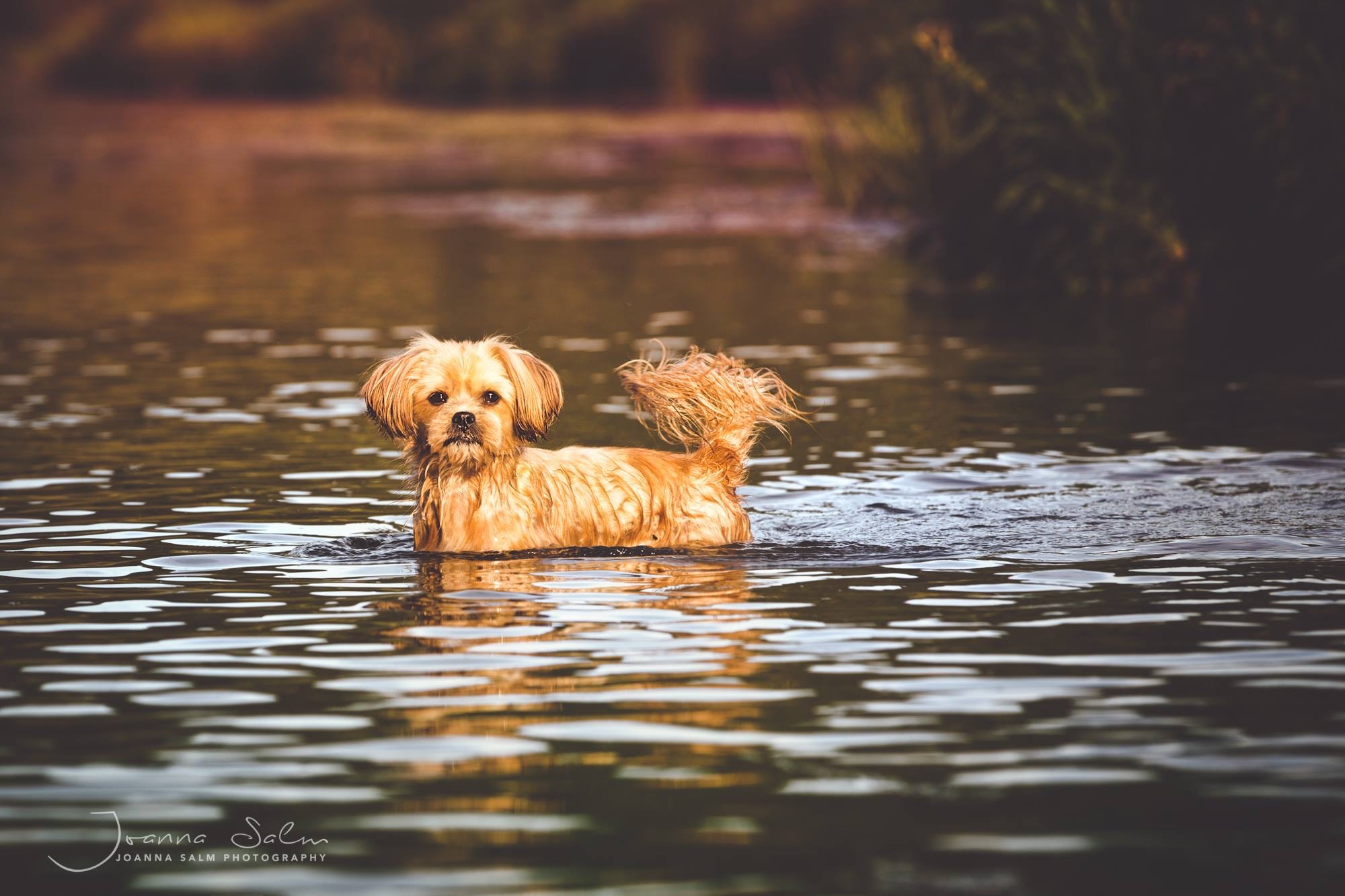 Hunde im Wasser Hundefotograf Trier Bitburg Luxemburg