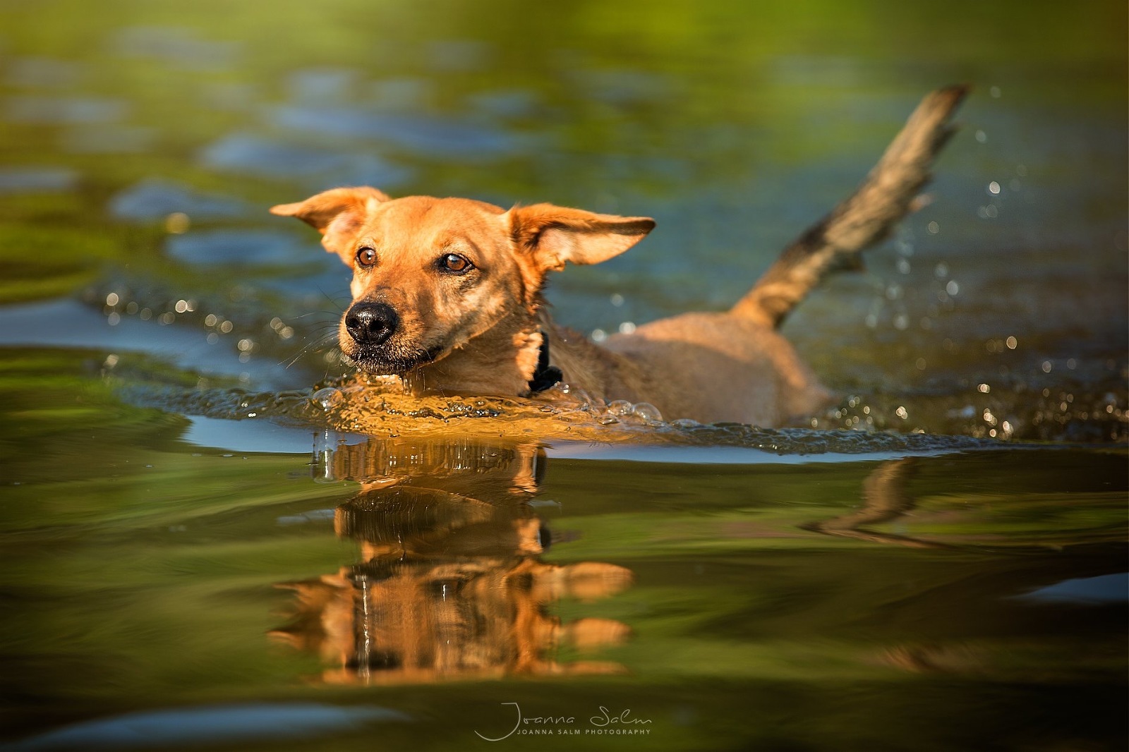 Tierfotograf Hundefotograf Fotograf Trier Bitburg Luxembourg Eifel Schweich Speicher Hund im Wasser