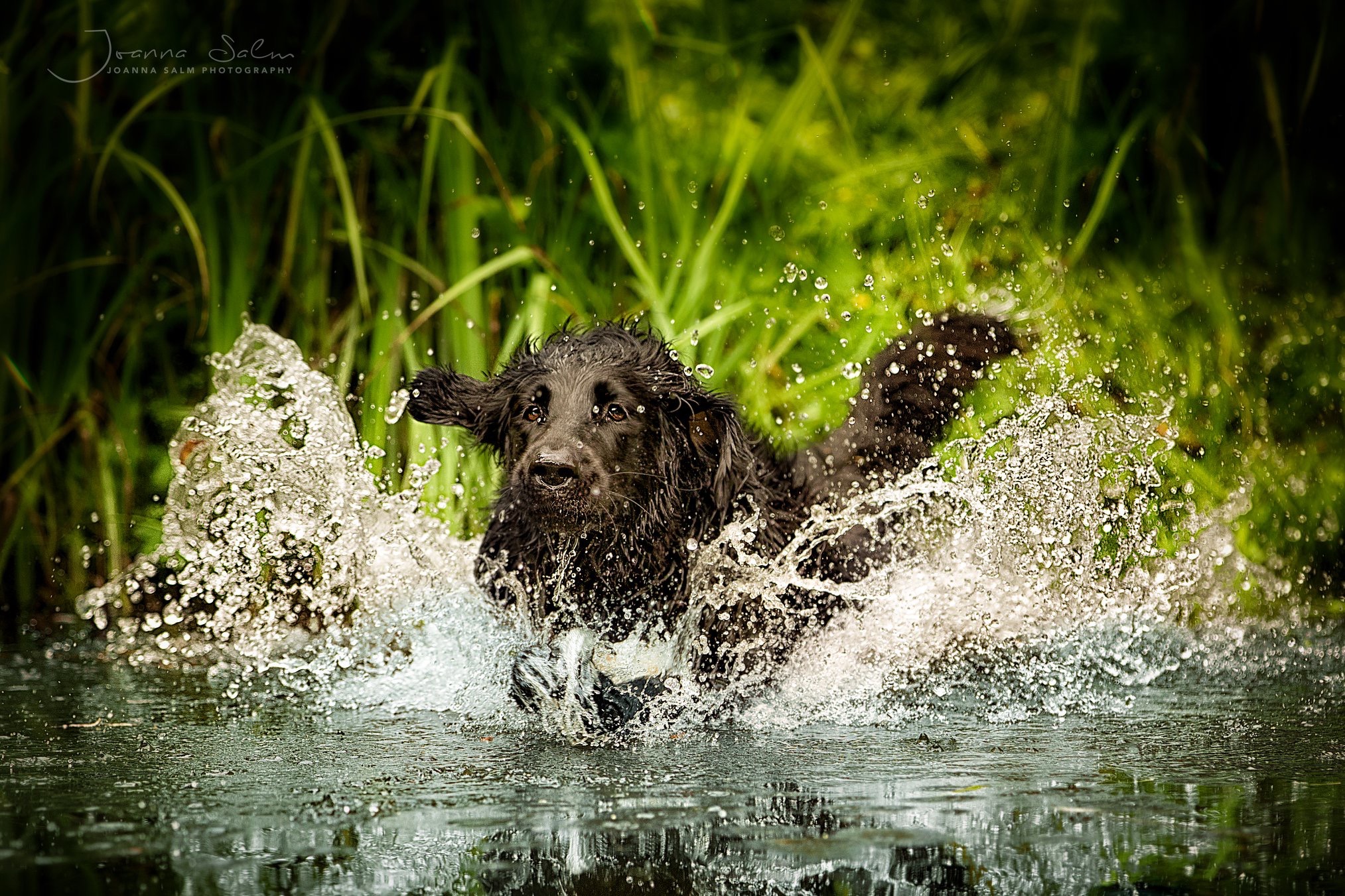 Hunde im Wasser Hundefotograf Trier Bitburg Luxemburg
