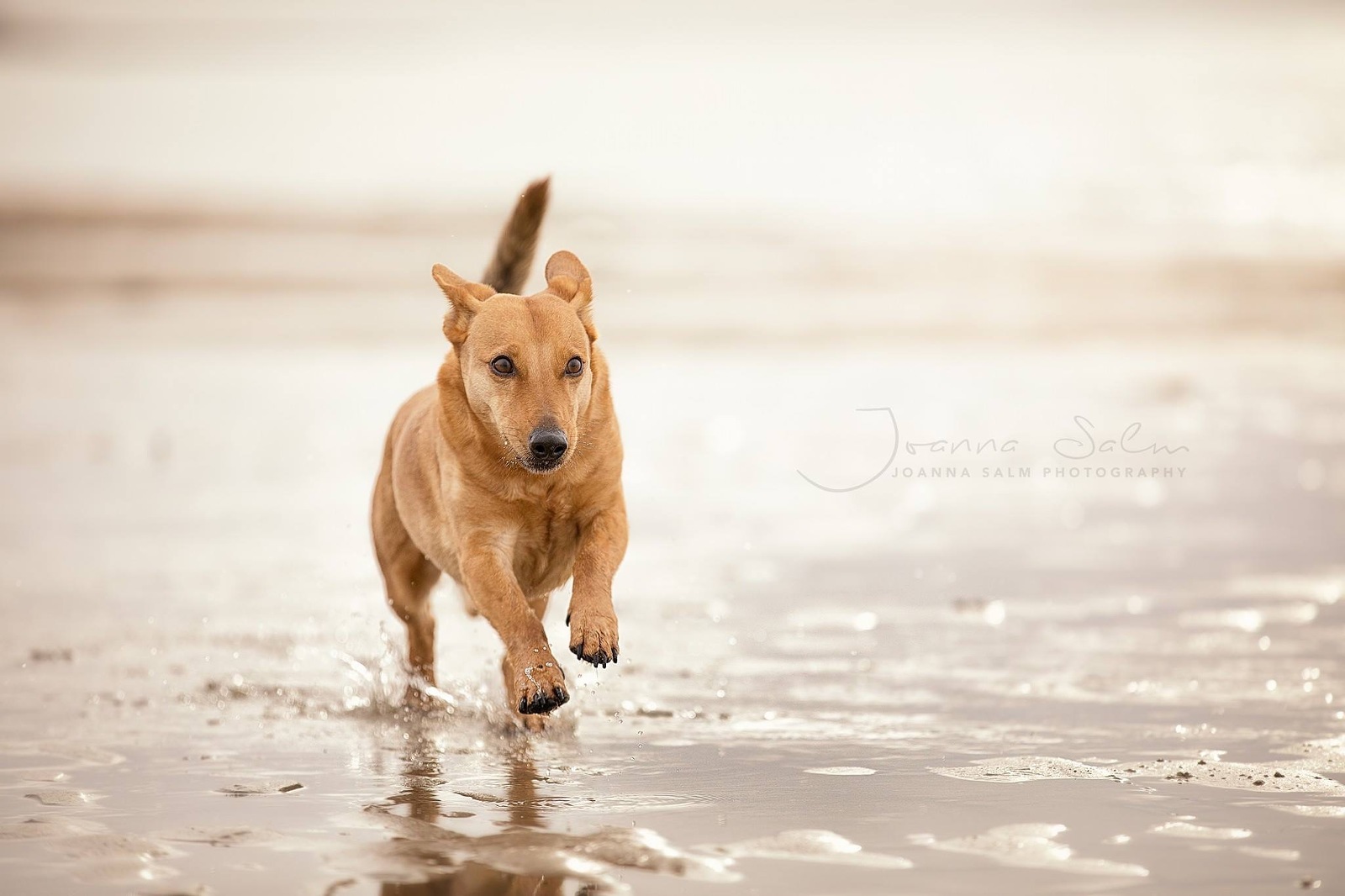 Tierfotograf Hundefotograf Fotograf Trier Bitburg Luxembourg Eifel Schweich Speicher Hund im Wasser