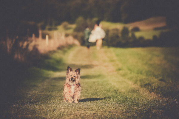 Hochzeitsfotograf Trier Bitburg Luxemburg Hund