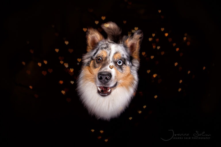 hundefotograf trier bitburg luxemburg Aussie