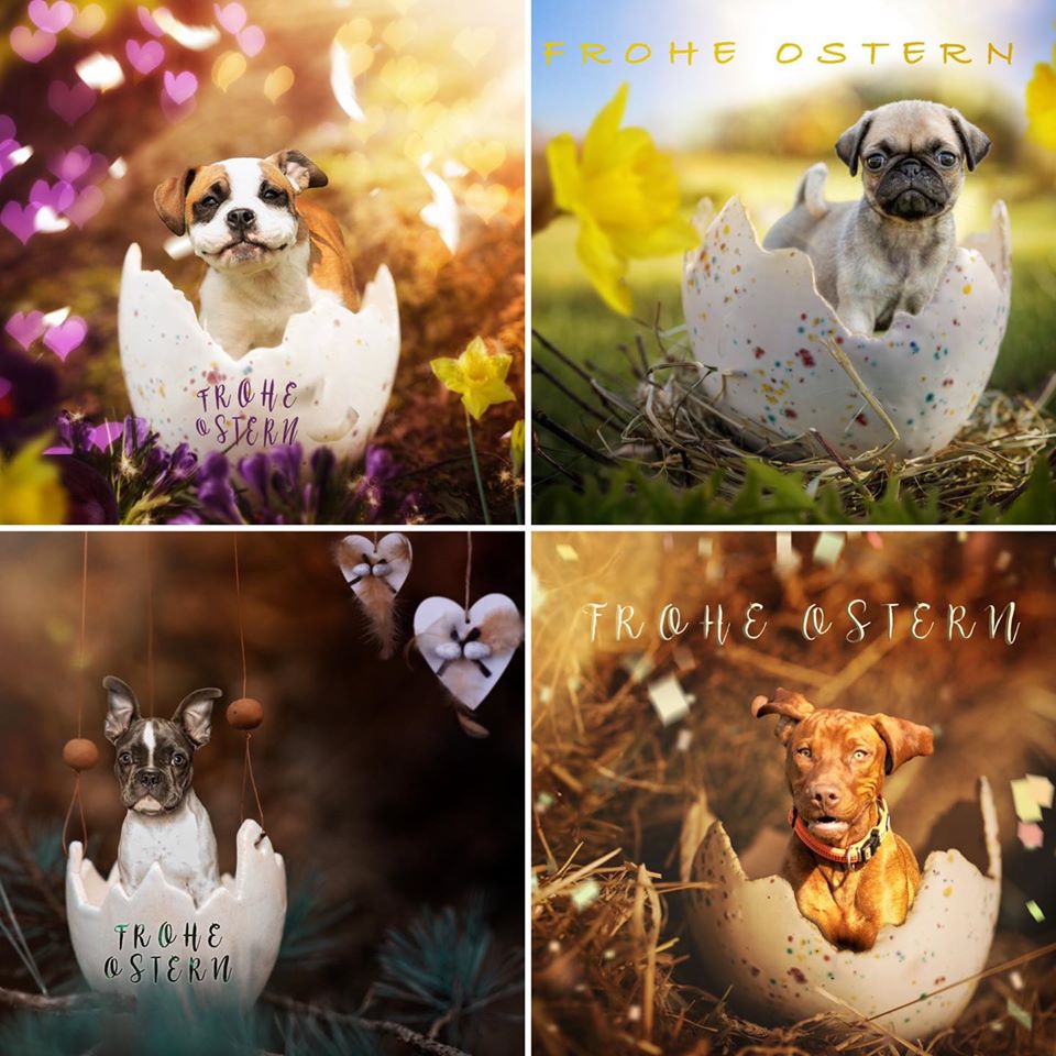 Fotograf Trier Ostern Ostergruss Grusskarte Kartendesign