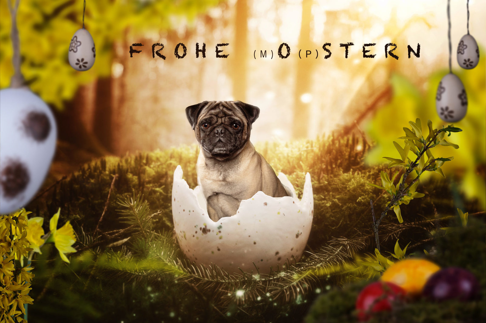 tierfotograf hundefotograf trier bitburg luxemburg ostern Kartendesign