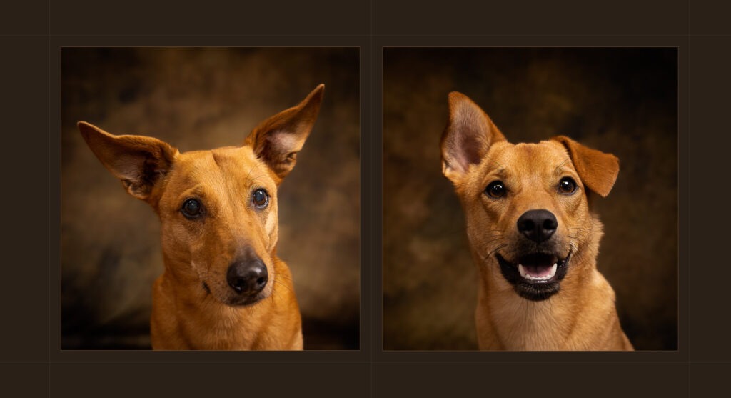Tierfotografie Trier Bitburg Luxemburg zwei Hunde