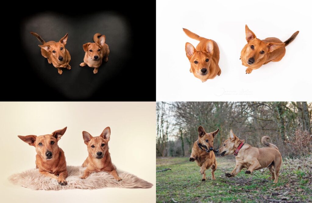 Hundebilder Tierschutzhund