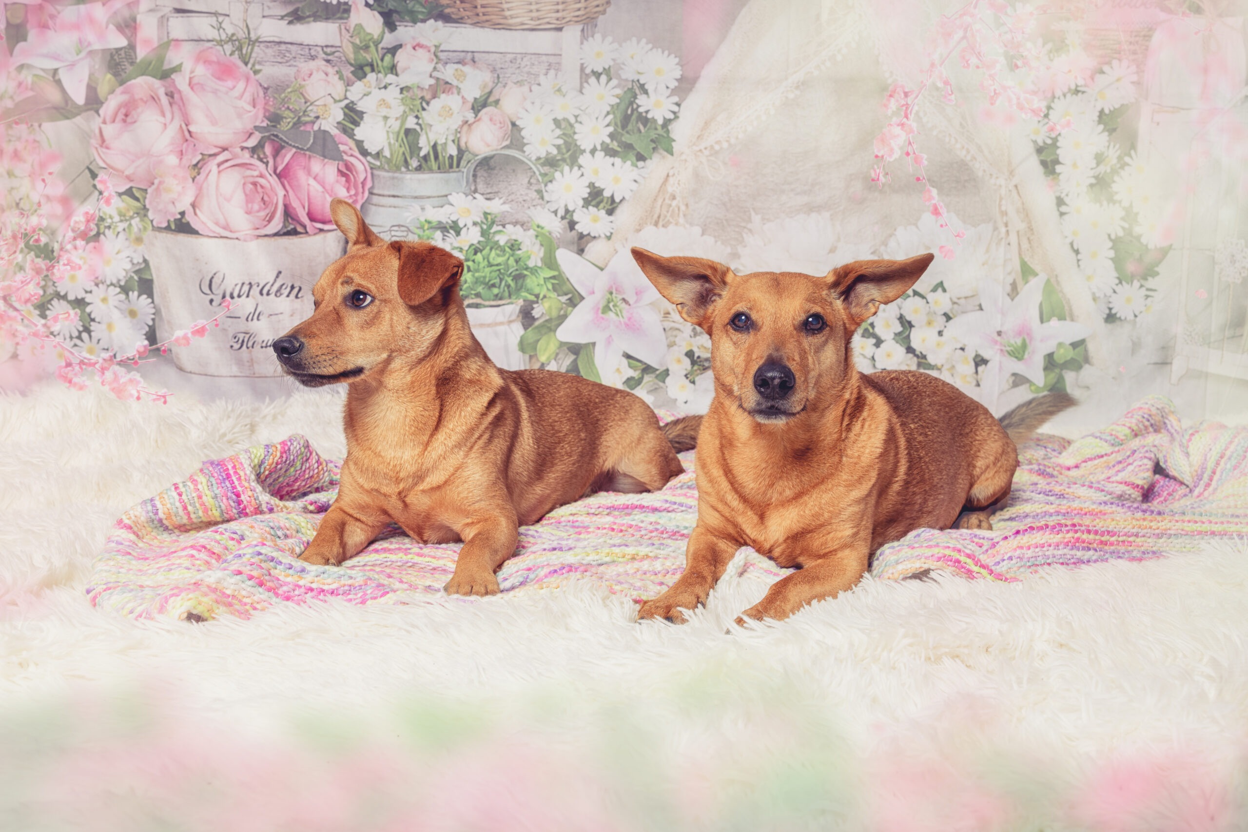 Fotostudio Hundefotografie Tierfotografie