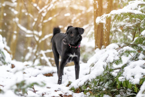 Hundefotografie im Schnee
