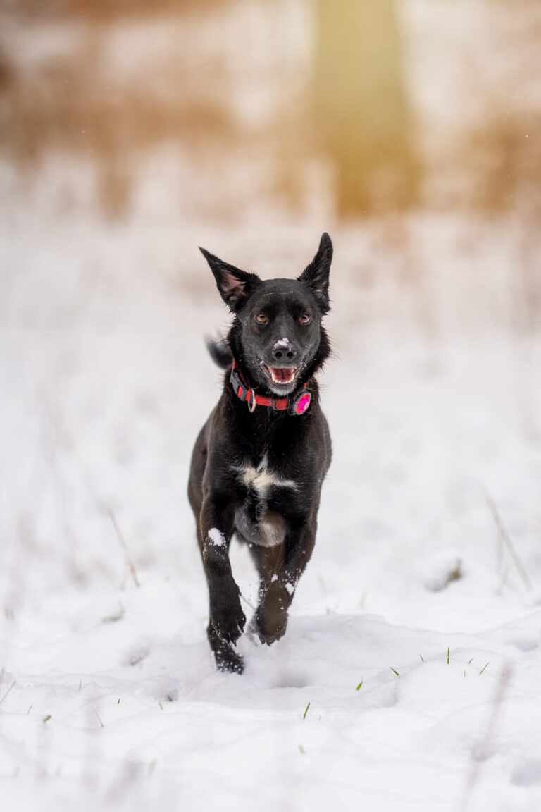 Hund im Schnee