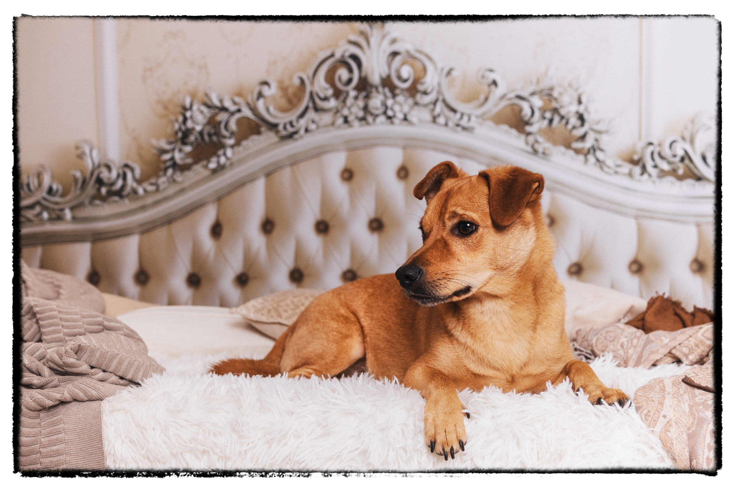 Hundefotografie im Studio au