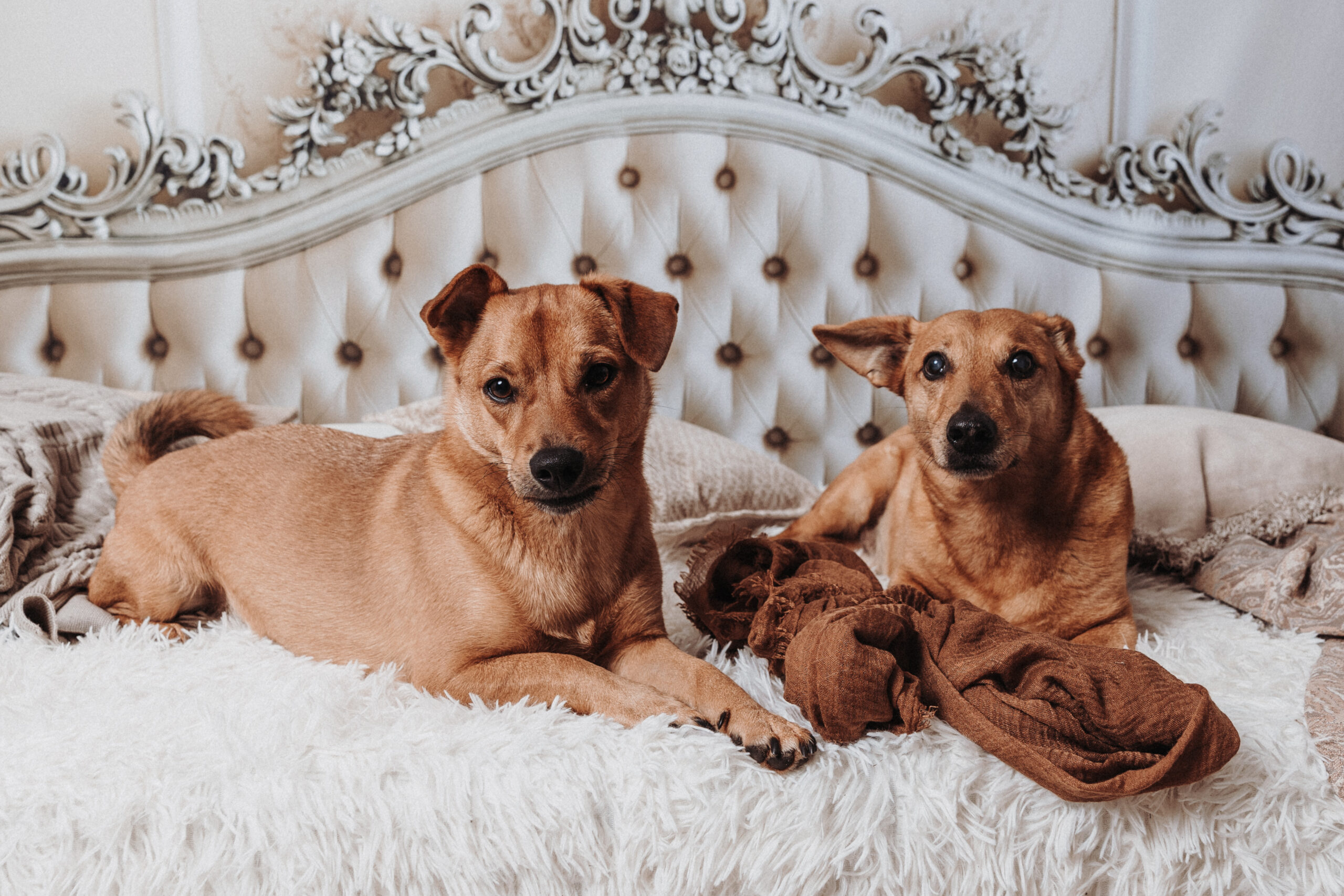 Hundefotografie, Tierfotografie Trier Bitburg Luxemburg