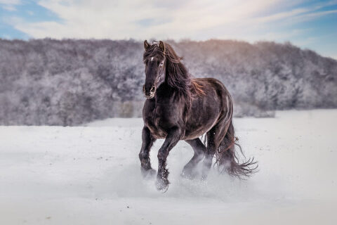 Ein beeindruckendes Bild eines schwarzen Friesen, der frei durch den Schnee galoppiert. Seine kraftvollen Bewegungen und das wilde Aussehen zeigen seine Stärke und Freiheit. Die weiße Winterlandschaft bietet eine wunderschöne Umgebung für das laufende Pferd und unterstreicht seine Schönheit. Ein inspirierendes Foto, das die Schönheit und Kraft der Pferde zeigt