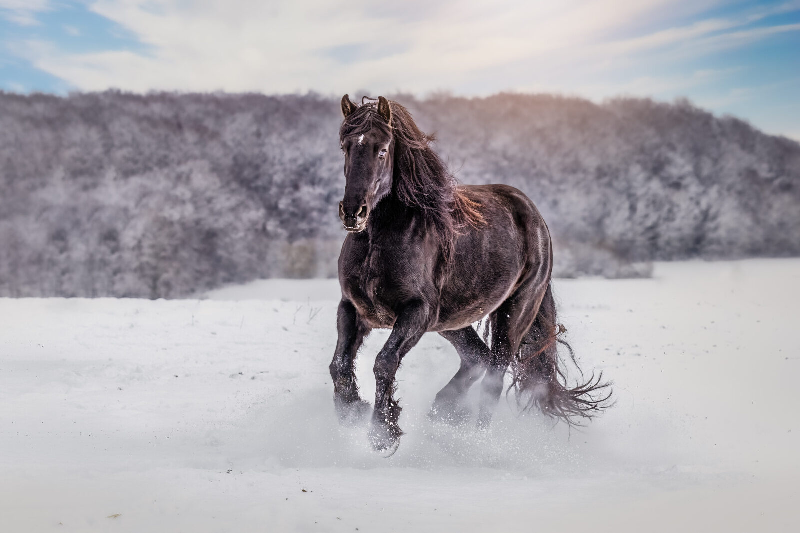 Pferdefotografie im Schnee