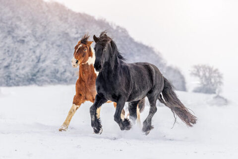 Zwei beeindruckende Pferde, ein Friese und ein Quarterhorse, rennen nebeneinander durch die Landschaft. Ihre kraftvollen Bewegungen und das wilde Aussehen zeigen ihre Stärke und Freiheit. Die verschneite Umgebung unterstreicht die Schönheit beider Pferde und zeigt die Vielfalt der Pferderassen. Ein inspirierendes Foto, das die Schönheit und Kraft von Pferden in Aktion zeigt