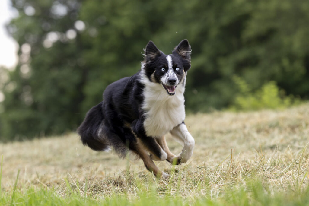 Border Collie läuft dynamisch über eine Sommerwiese – Tierfotograf Trier Luxemburg Bitburg Zeeland