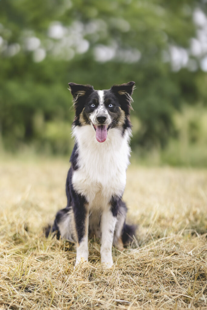Border Collie sitzt auf einer Sommerwiese und blickt fröhlich in die Kamera – Hundefotograf Trier Luxemburg Bitburg Zeeland